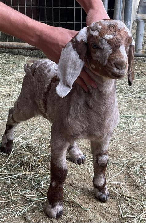 dappled boer goats for sale|spotted boer goats for sale.